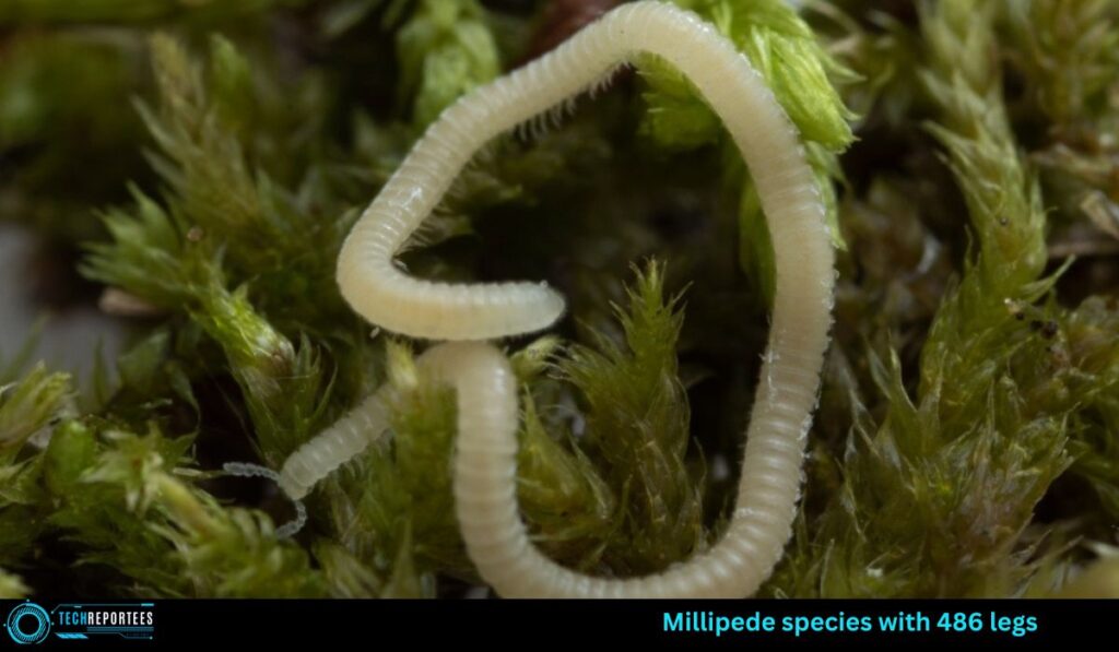 Millipede species with 486 legs