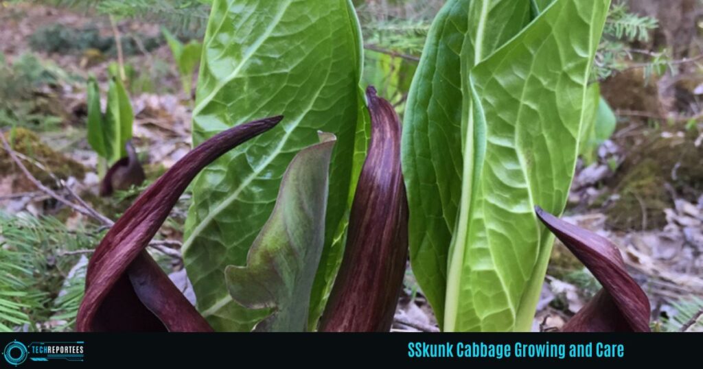 Skunk Cabbage Growing and Care